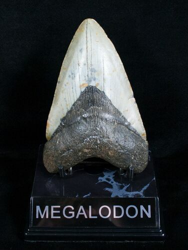 Inch Megalodon Shark Tooth #4064